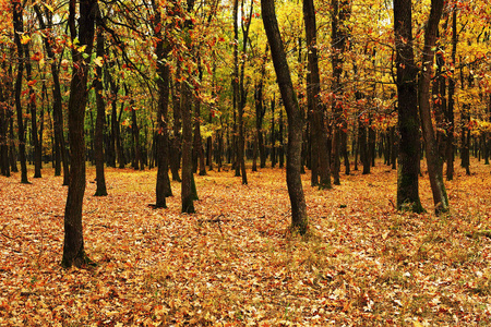 在秋天的年轻森林