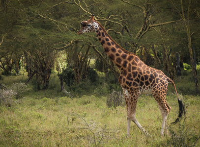长隆野生动物园图片
