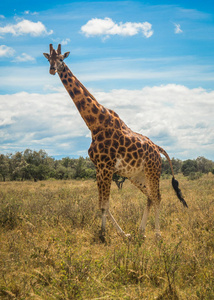 长颈鹿在马赛马拉野生动物园, 肯尼亚, 非洲