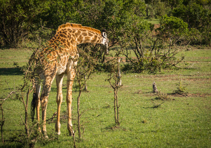 长颈鹿在马赛马拉野生动物园, 肯尼亚, 非洲
