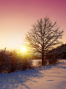 雪中树的美丽的冬天日落