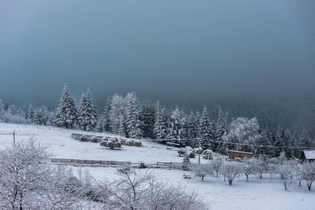 美丽的冬天风景与雪覆盖的树木