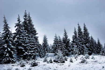 美丽的冬天风景与雪覆盖的树木图片