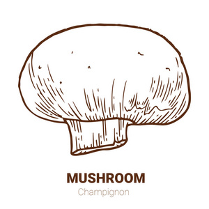 香菇手绘矢量插图.素描蘑菇画照片