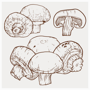 蘑菇素描香菇手绘矢量插图.素描蘑菇画照片