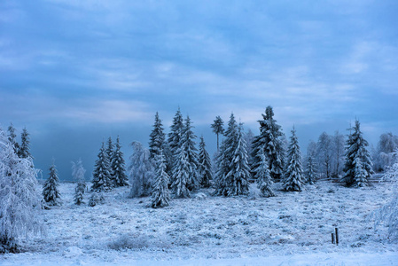 树木覆盖着白霜和在山中雪