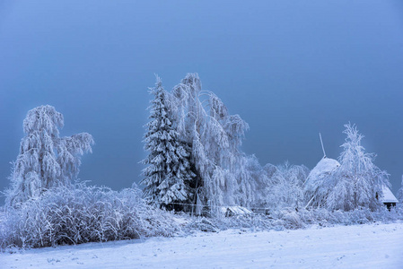 美丽的冬天风景与雪覆盖的树木图片