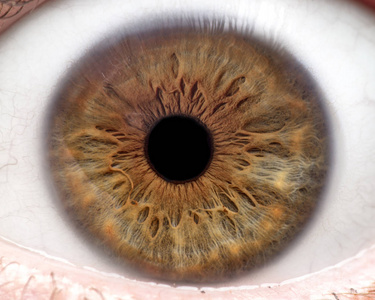 人眼,虹膜,瞳孔,眼睫毛,眼睑的微距照片照片