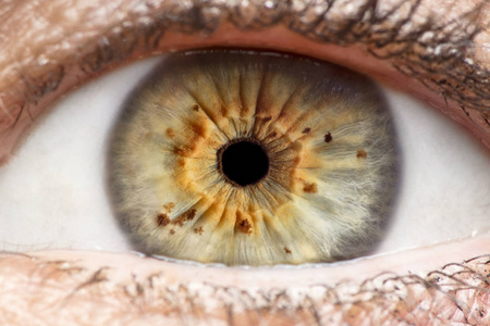 人眼虹膜瞳孔眼睫毛眼睑的微距照片