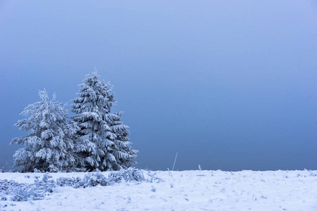 霜雪树覆盖的圣诞树