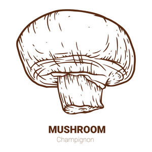 香菇手绘矢量插图。素描蘑菇画