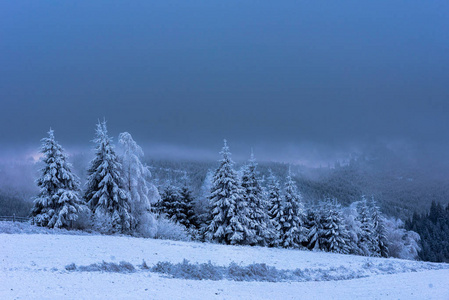 霜雪树覆盖的圣诞树