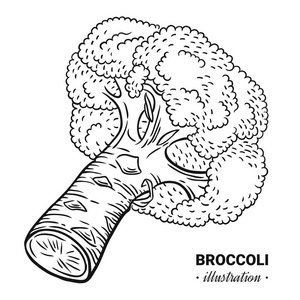 花椰菜新鲜食物矢量手绘插图