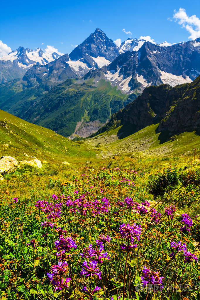 绿色的山谷, 美丽的花朵和雪中的山峰
