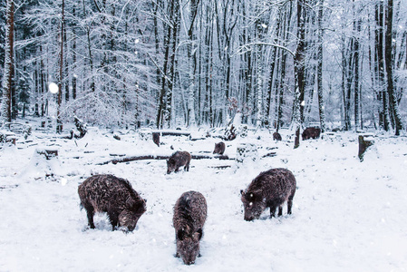 冬季森林野猪