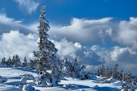 白雪覆盖的云杉树木在冬天在波兰巨人山脉