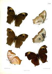 蝴蝶.Lopidoptera 籼稻 v2 伦敦18931896