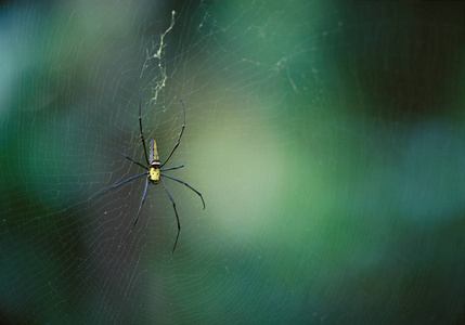 绿色背景下的 web 上的小蜘蛛
