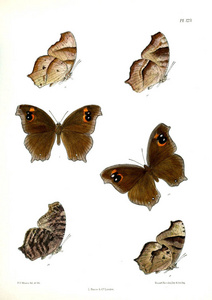 蝴蝶.Lopidoptera 籼稻 v2 伦敦18931896