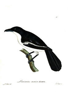 鸟的例证。Beitrag zur Ornithologie Westafrica 1850