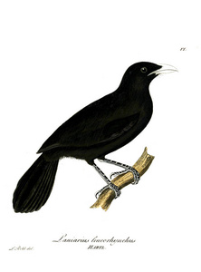 鸟的例证。Beitrag zur Ornithologie Westafrica 1850