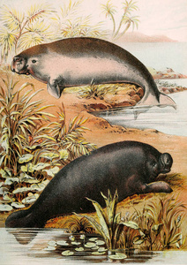 哺乳动物的例证。约翰逊的家庭书的性质, 包含完整和有趣的动物王国的描述1880