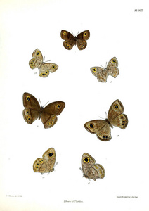 蝴蝶.Lopidoptera 籼稻 v2 伦敦18931896