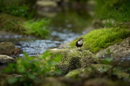 Cinclus Cinclus在捷克拍摄。野生自然。欧洲的野生动物。从鸟类的生活。鸟在水里。美丽的图片