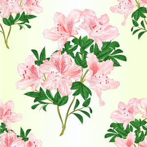 无缝质地淡粉色花朵杜鹃树枝与叶子山灌木复古矢量插画可编辑手绘画