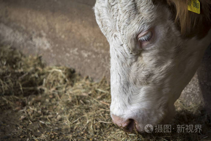 农场生活 母牛画像照片 正版商用图片0ufsj2 摄图新视界