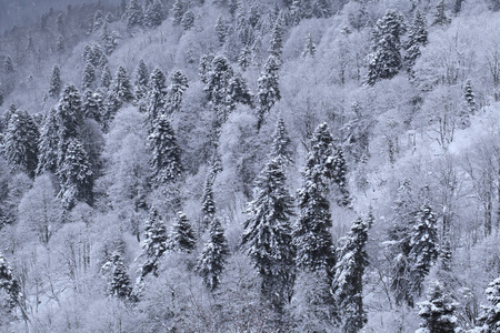 冬山风景