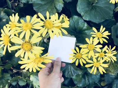 人在花园里拿着一张正方形的白纸, 上面放着美丽的黄花菊花, 向某人发送信息概念
