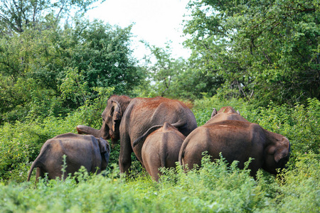 神奇的大象在大自然中漫步照片