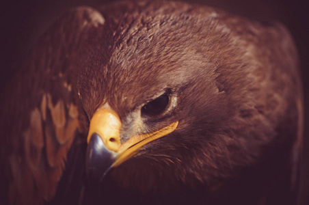 一只草原雄鹰的特写 天鹰 Nipalensis。猛禽肖像