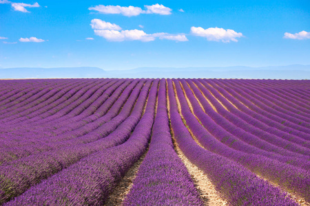 薰衣草鲜花盛开的字段。Valensole，法国的普罗旺斯