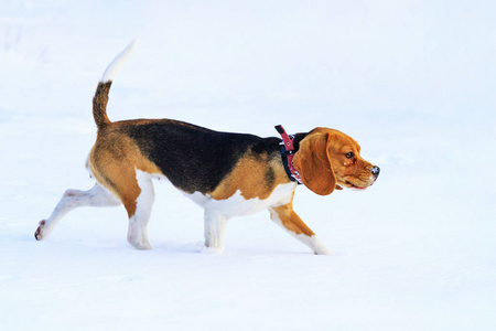 猎犬沿着小径沿雪奔跑