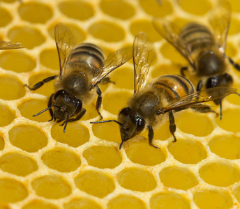 蜜蜂建立蜂窝