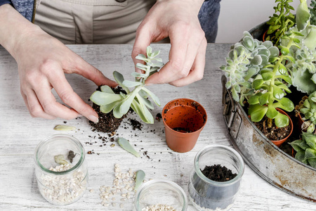 如何用多汁植物作插花教程