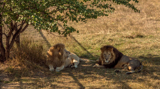 狮子休息到干旱的萨凡纳
