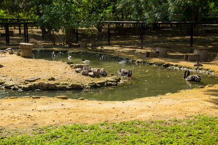 黑天鹅和野鸭在人工池塘中游泳