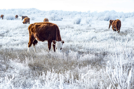 草原奶牛图片-草原奶牛素材-草原奶牛插画-摄图新视界