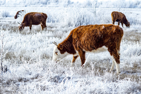 草原奶牛图片-草原奶牛素材-草原奶牛插画-摄图新视界