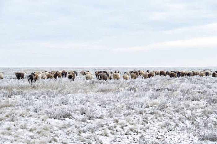 冬季牧场羊群
