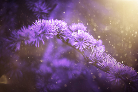 由新鲜植物制成的紫外线背景。花卉动态背景为您设计
