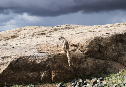 巴巴里地面松鼠在富埃特文图拉岛民上的岩石上
