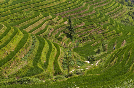 在中国广西大寨村附近的龙胜梯田美景中国旅游理念与美丽宁静的风景