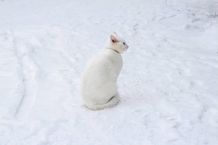 白猫坐在雪地上