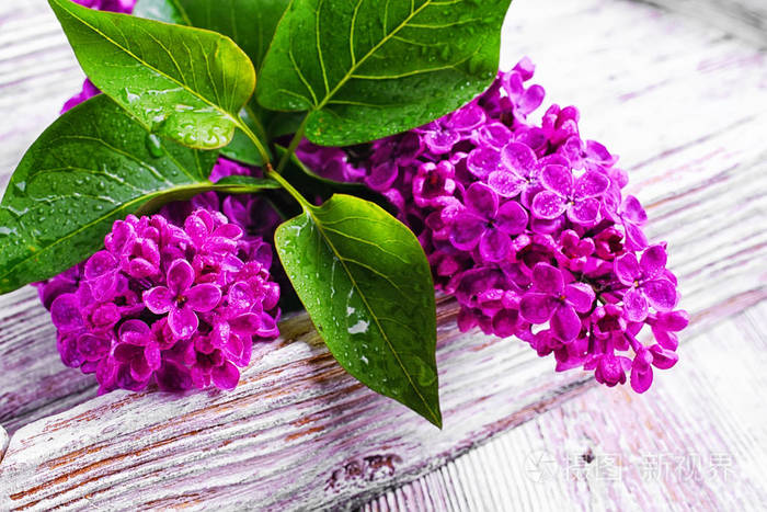 与春天紫丁香分支