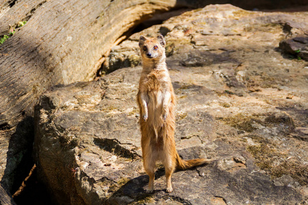 Suricata 期待在布拉格动物园, 捷克共和国