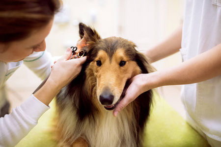 兽医检查耳朵与耳镜狗在宠物诊所
